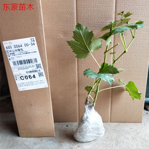 正宗巨锋葡萄苗夏黑葡萄树苗无核葡萄果树苗耐寒葡萄苗爬藤果树苗 - 图2