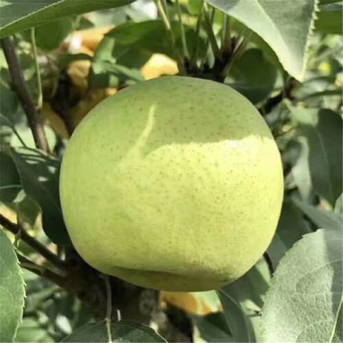 梨树果苗黄金梨秋月梨早酥红梨南北方种植特大嫁接梨树苗当年结果 - 图1