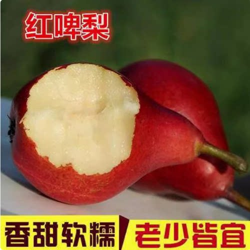 红梨树果苗嫁接红啤梨树苗巴梨西洋梨红皮梨苗红脾梨特大全红软梨 - 图1