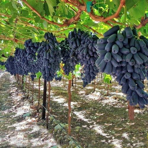 蓝宝石葡萄树苗盆栽矮化不爬藤南北方易种植当年结果室内外包成活 - 图1