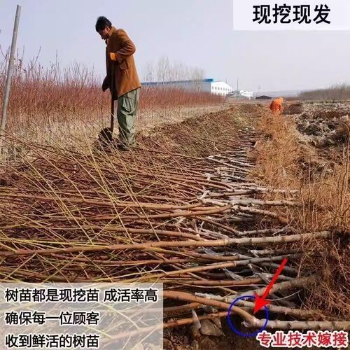 嫁接桃树苗 中华二号冬桃 极晚熟冬桃苗特大冬桃树果苗南北方种植 - 图2