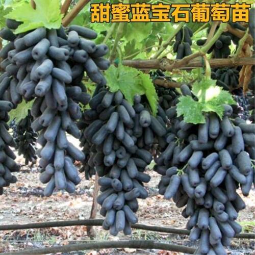 蓝宝石葡萄树苗盆栽矮化不爬藤南北方易种植当年结果室内外包成活 - 图2