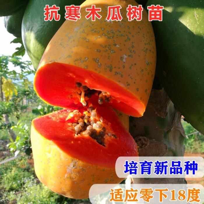 木瓜树苗北方种植 新人首单立减十元 22年9月 淘宝海外