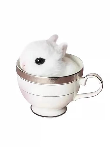 宠物兔活物茶杯长不大不咬人迷你侏儒儿童养猫猫兔荷兰垂耳兔活体 - 图3