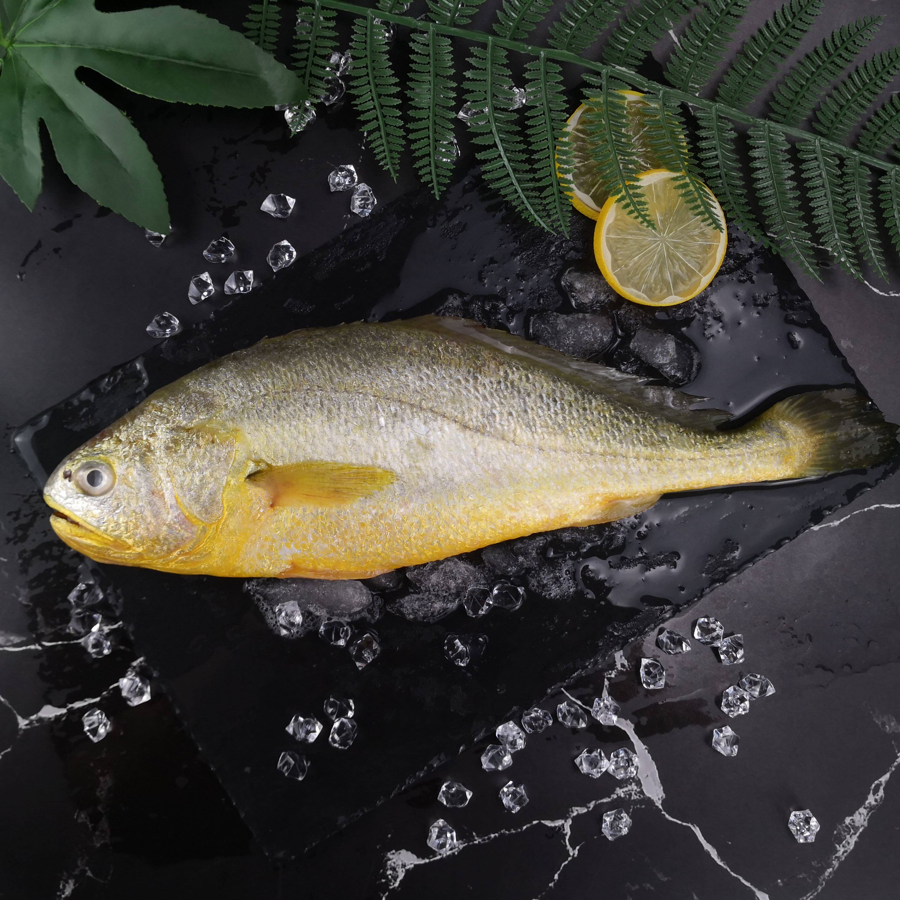 新鲜大黄鱼深海黄花鱼东海海鱼冷冻海鲜水产鲜活速冻黄鱼3斤