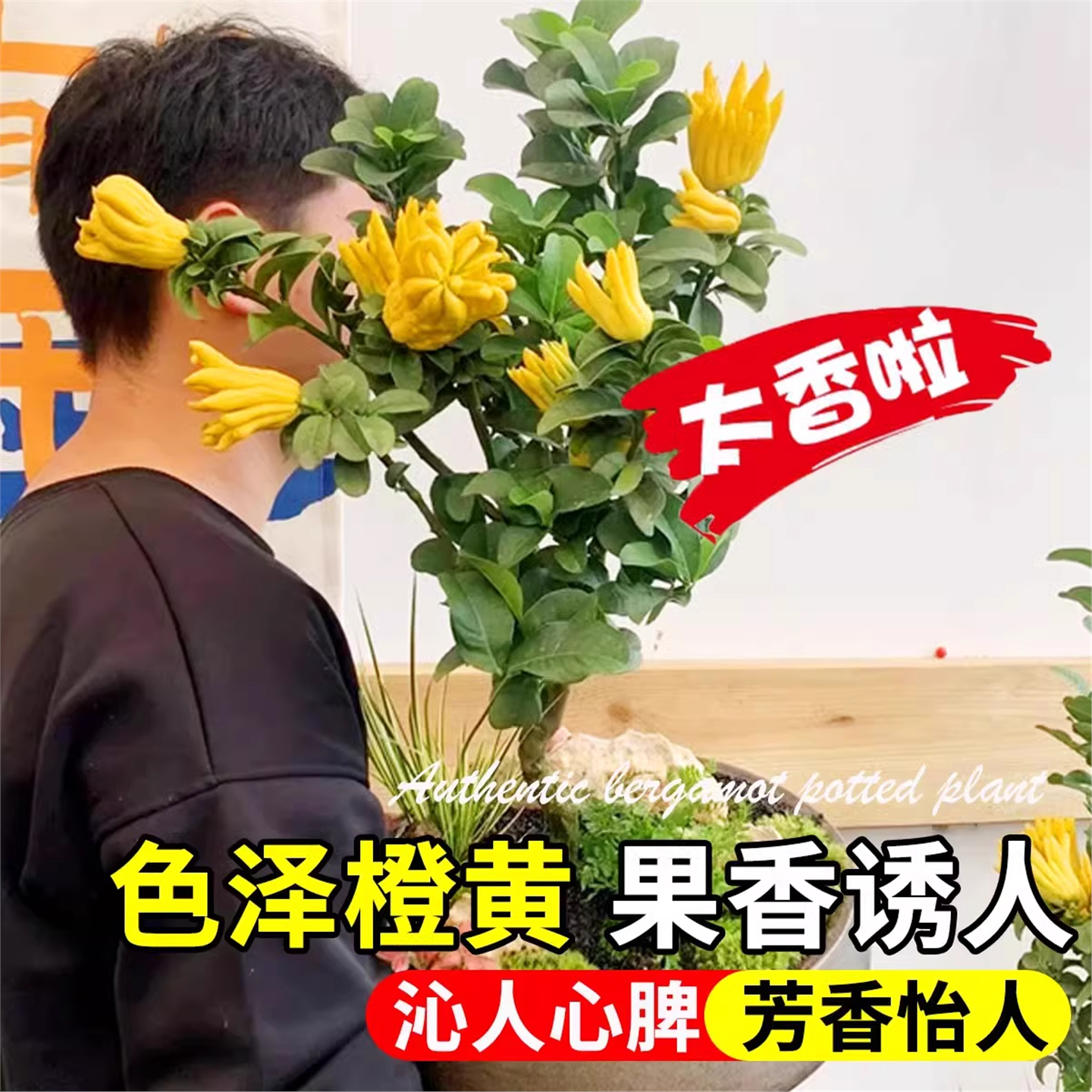 佛手树苗盆栽带果金华佛手柑盆景可食用植物阳台庭院花卉绿植好养,淘宝优惠券,粉丝福利购,淘宝优惠卷