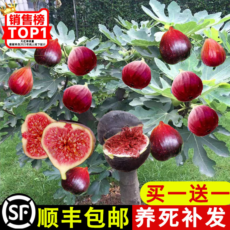 无花果树苗盆栽水果苗四季特大波姬红南北方阳台种植地栽当年结果