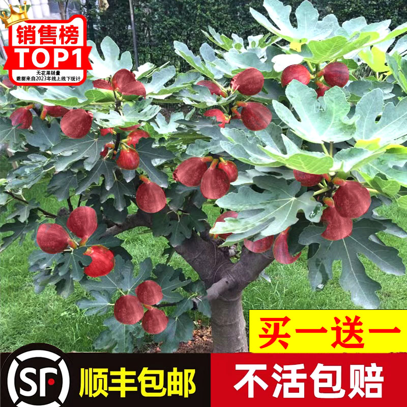 无花果树苗盆栽水果苗四季特大波姬红南北方阳台种植地栽当年结果