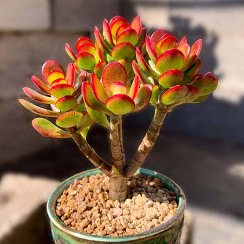 姬红花月红叶玉树老桩多肉植物盆栽群生老桩多头超萌组合套餐,淘宝优惠券,粉丝福利购,淘宝优惠卷