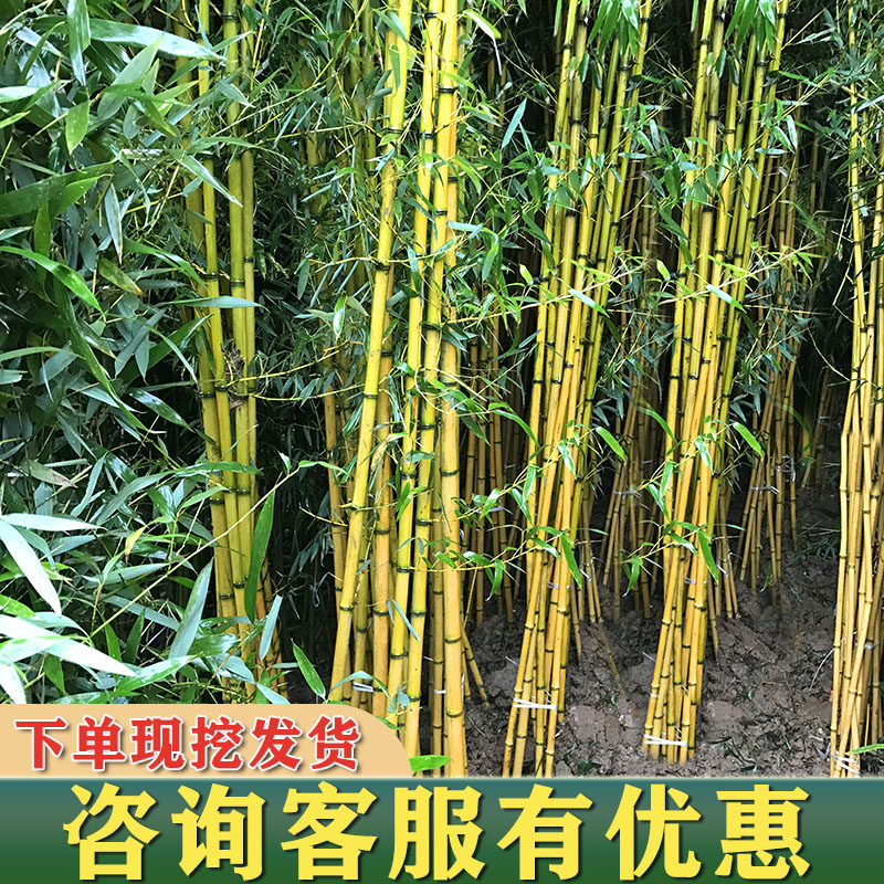 竹子苗庭院四季常青金镶玉竹黄金竹花园观赏植物室内盆栽景观金竹,淘宝优惠券,粉丝福利购,淘宝优惠卷