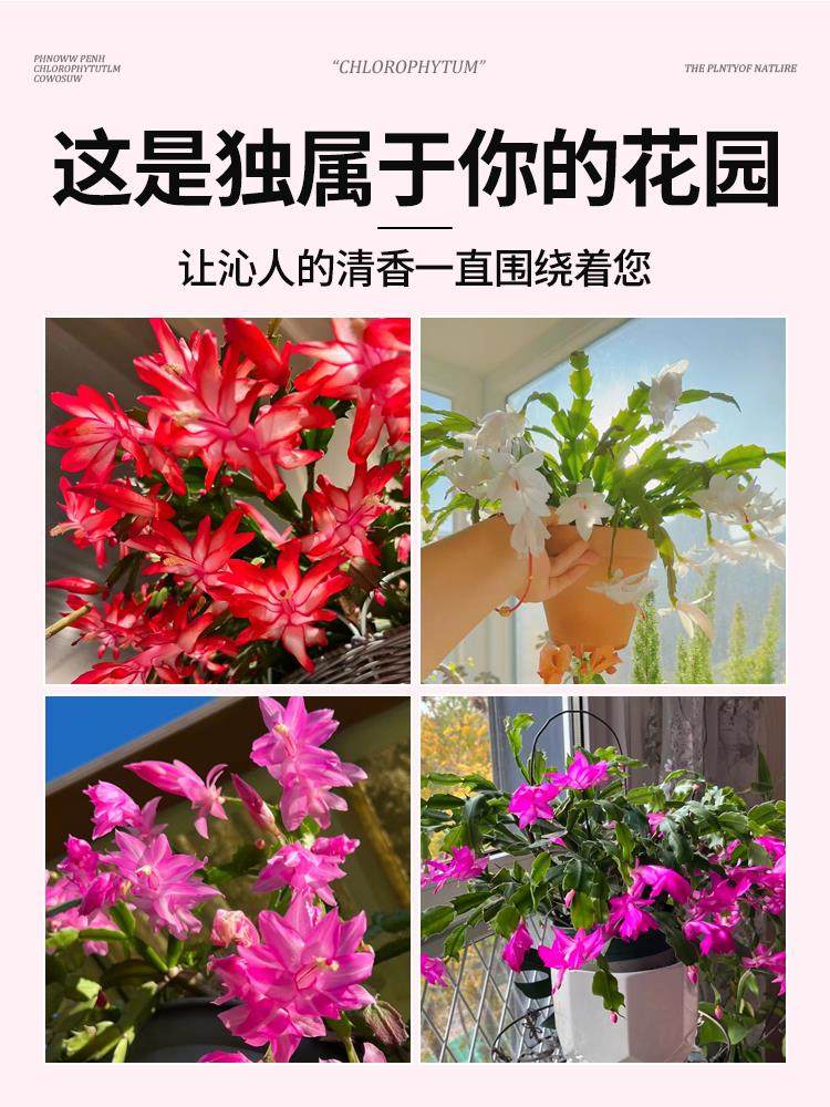 蟹爪兰盆栽带花苞多肉绿植物好养君子兰嫁接蟹爪莲室内花卉客厅,淘宝优惠券,粉丝福利购,淘宝优惠卷