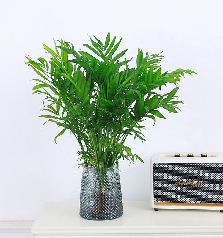 水培袖珍椰子室内绿植凤尾竹懒人盆栽耐阴四季常青办公室桌面摆件,淘宝优惠券,粉丝福利购,淘宝优惠卷