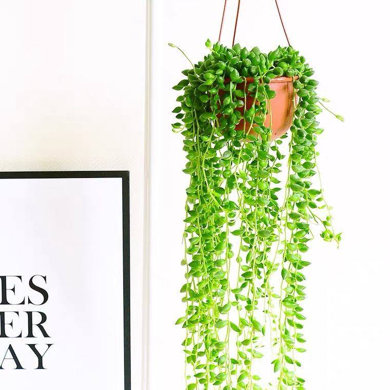 佛珠吊兰盆栽垂吊珍珠吊室内情人泪多肉植物客厅紫玄月爱之蔓,淘宝优惠券,粉丝福利购,淘宝优惠卷