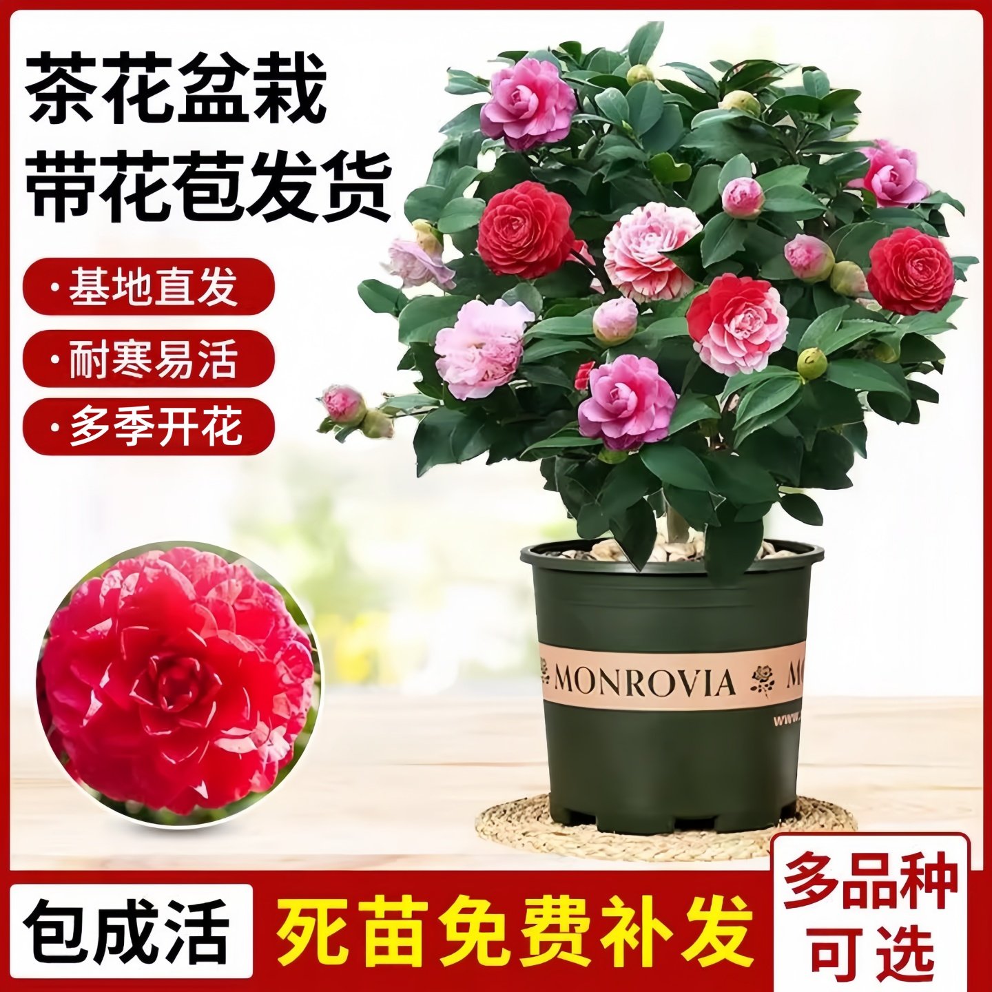 四季香妃茶花盆栽带花苞五色赤丹山茶花树苗多色好养花苗室内植物,淘宝优惠券,粉丝福利购,淘宝优惠卷