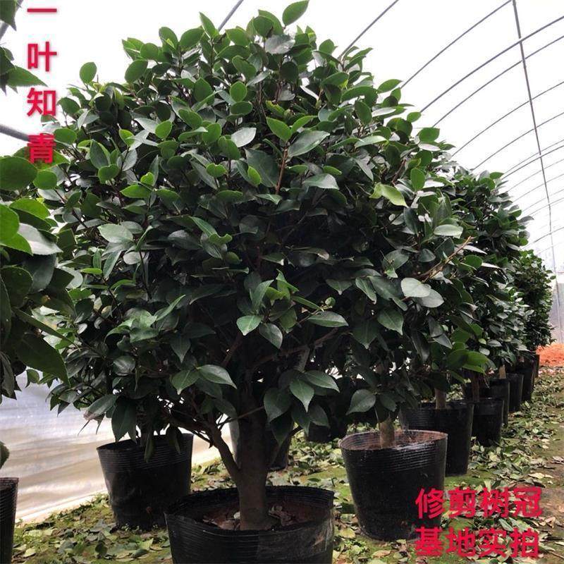 四季香妃茶花盆栽带花苞五色赤丹山茶花树苗多色好养花苗室内植物,淘宝优惠券,粉丝福利购,淘宝优惠卷