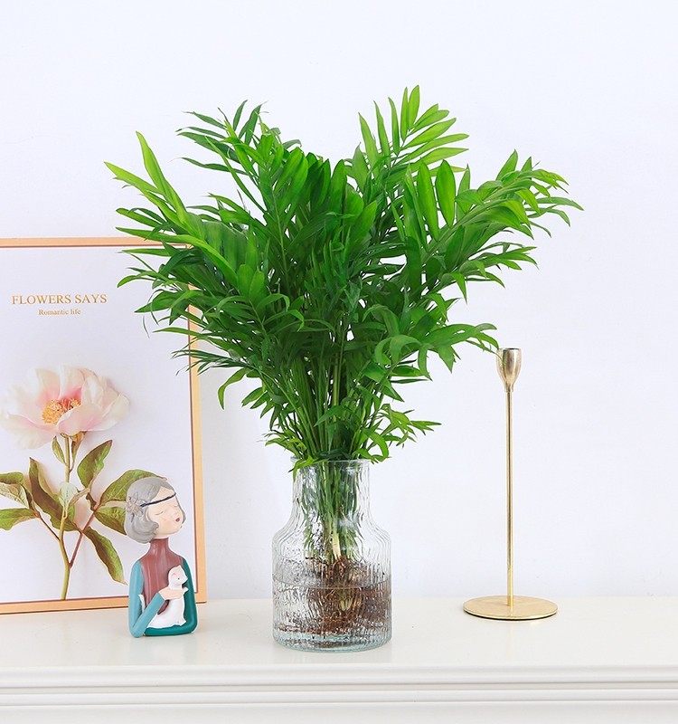 水培袖珍椰子室内绿植凤尾竹懒人盆栽耐阴四季常青办公室桌面摆件,淘宝优惠券,粉丝福利购,淘宝优惠卷