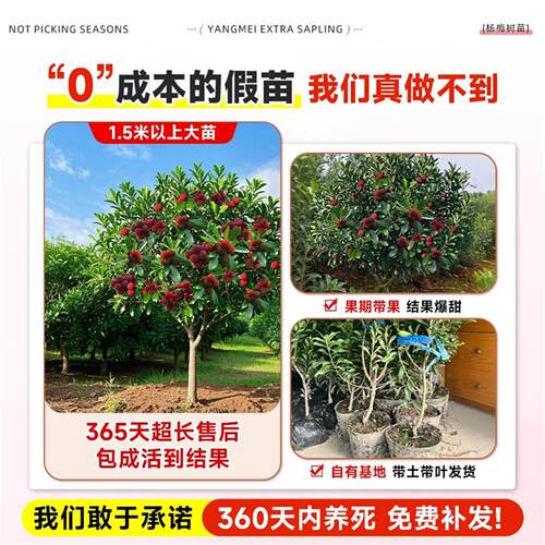 正宗东魁特大杨梅树苗仙居杨梅树嫁接苗南北方种植盆地栽当年结果 - 图1