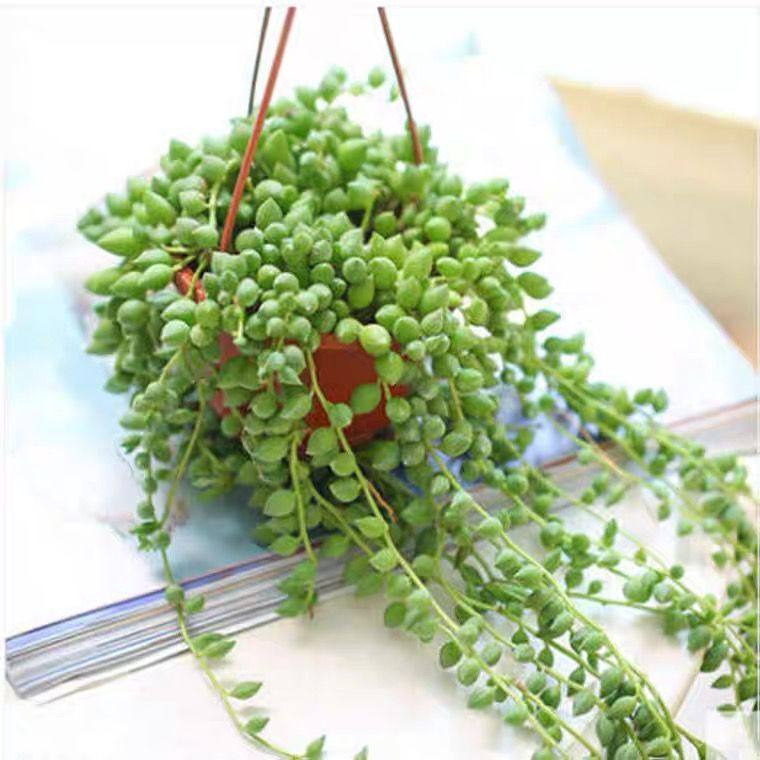 佛珠吊兰盆栽垂吊珍珠吊室内情人泪多肉植物客厅紫玄月爱之蔓,淘宝优惠券,粉丝福利购,淘宝优惠卷