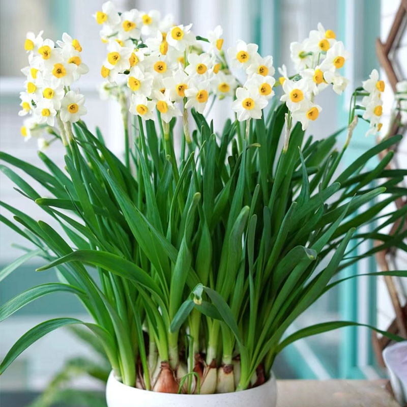 水仙花盆栽水养水培绿植物室内好养易开花正宗漳州重瓣花卉种球籽-图0