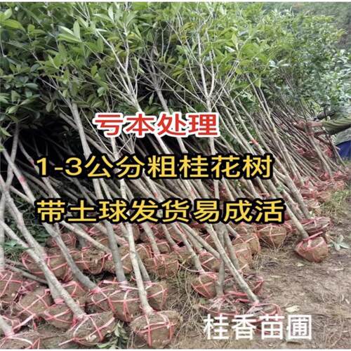 特价处理1-4cm桂花树苗大树8八月金桂丹桂四季桂当年开花盆栽地栽 - 图3
