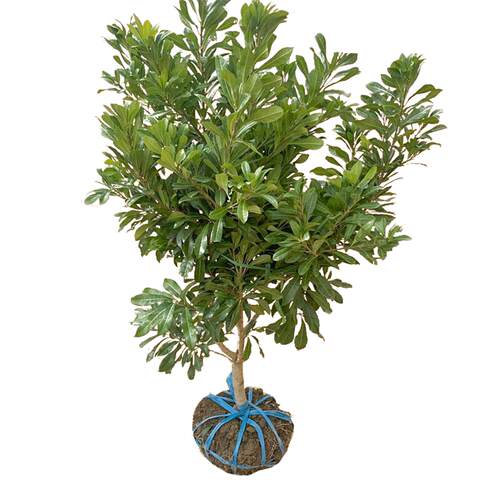 正宗东魁特大杨梅树苗仙居杨梅树嫁接苗南北方种植盆地栽当年结果 - 图3
