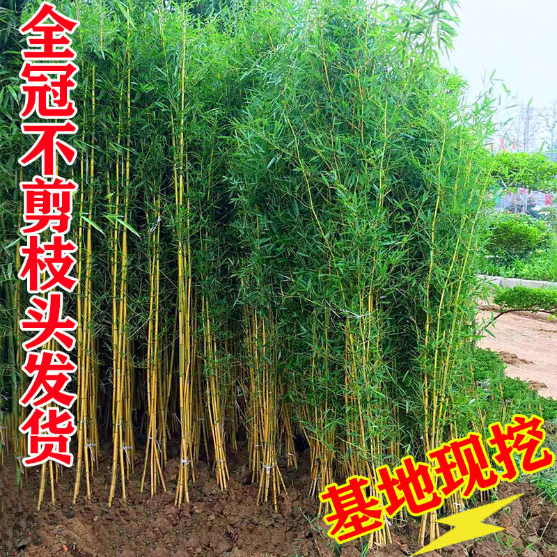竹子苗庭院四季常青金镶玉竹黄金竹花园观赏植物室内盆栽景观金竹,淘宝优惠券,粉丝福利购,淘宝优惠卷