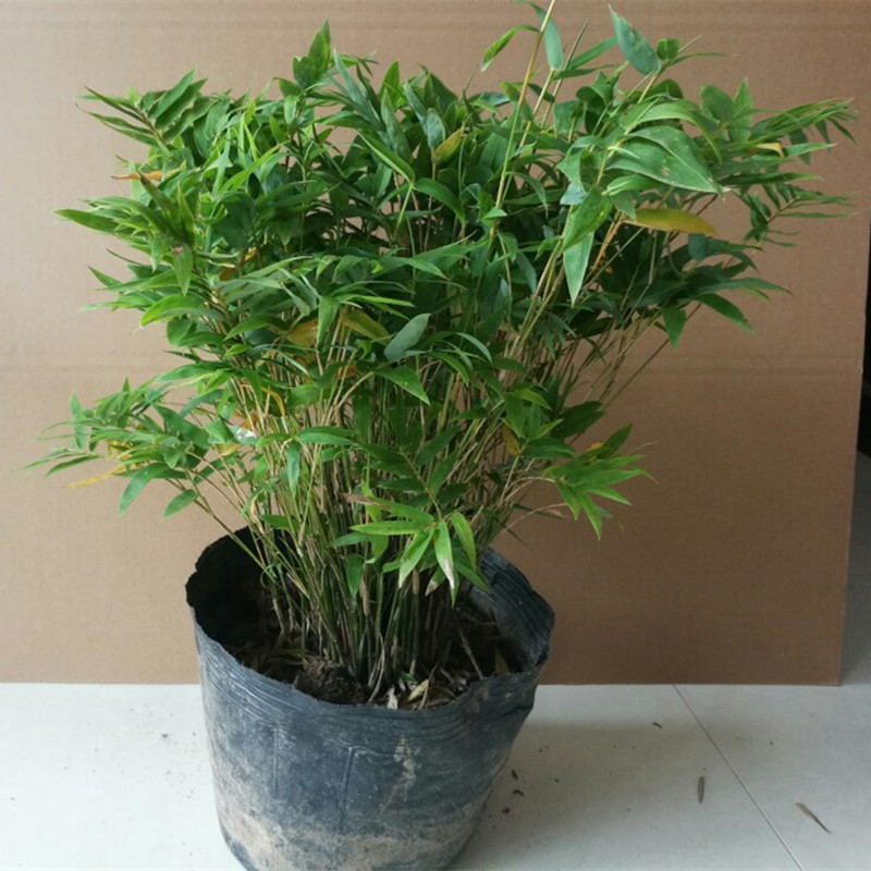 桌面盆景米竹观赏竹子竹凤尾竹好样观音竹室内桌面观赏竹绿植盆栽_虎窝淘