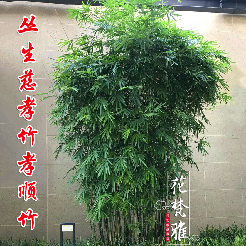 竹子苗慈孝竹庭院观赏竹四季种植丛生竹大型窝竹凤尾竹阳台盆栽竹-图2