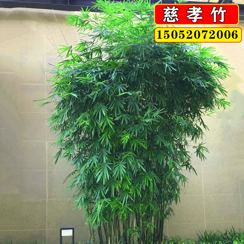 竹子苗慈孝竹庭院造景竹观赏竹四季种植丛生竹大型窝竹阳台盆栽竹-图0