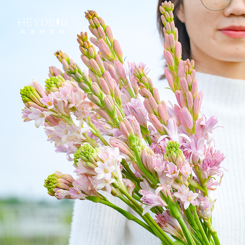 海蒂的花园晚香玉夜来香月下香庭院露台室外阳台盆栽花卉植物种球 - 图2