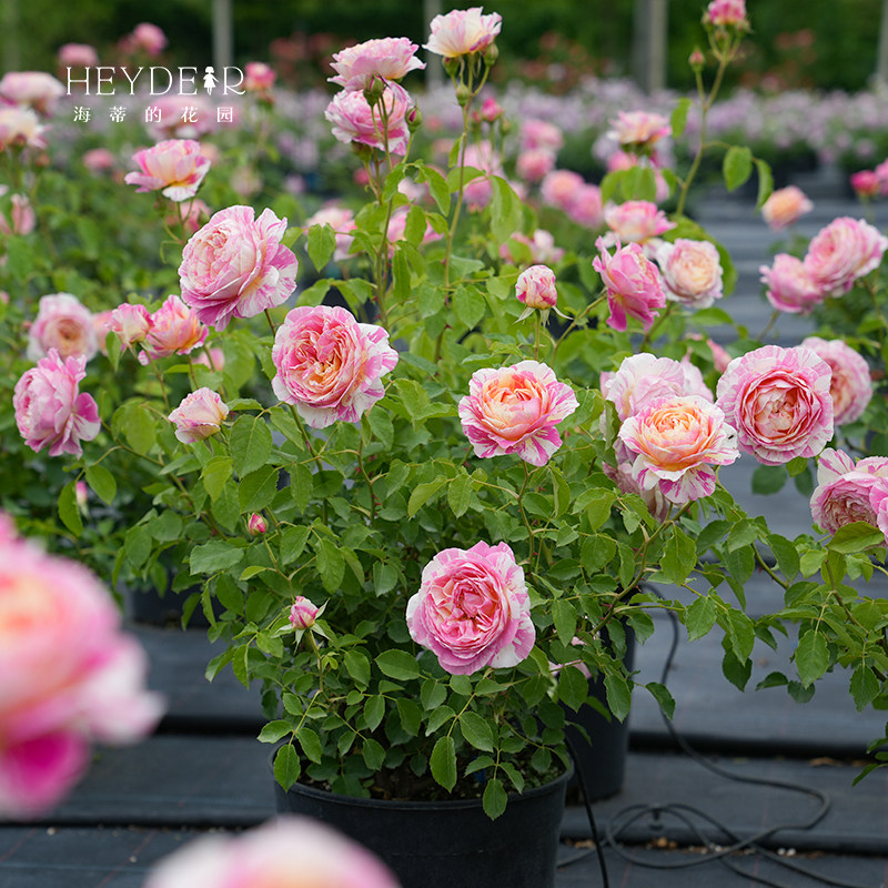 海蒂的花园 莫奈直立月季欧月四季好养阳台庭院花卉植物盆栽花苗,淘宝优惠券,粉丝福利购,淘宝优惠卷