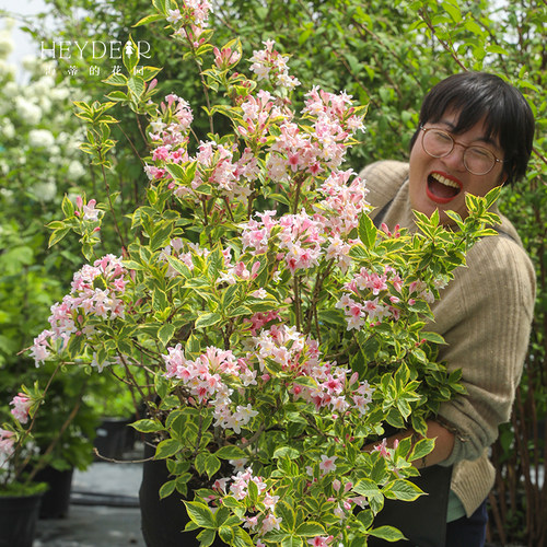 海蒂的花园旗舰店花叶锦带盆栽苗花灌木耐寒易养室外庭院花卉植物 - 图0