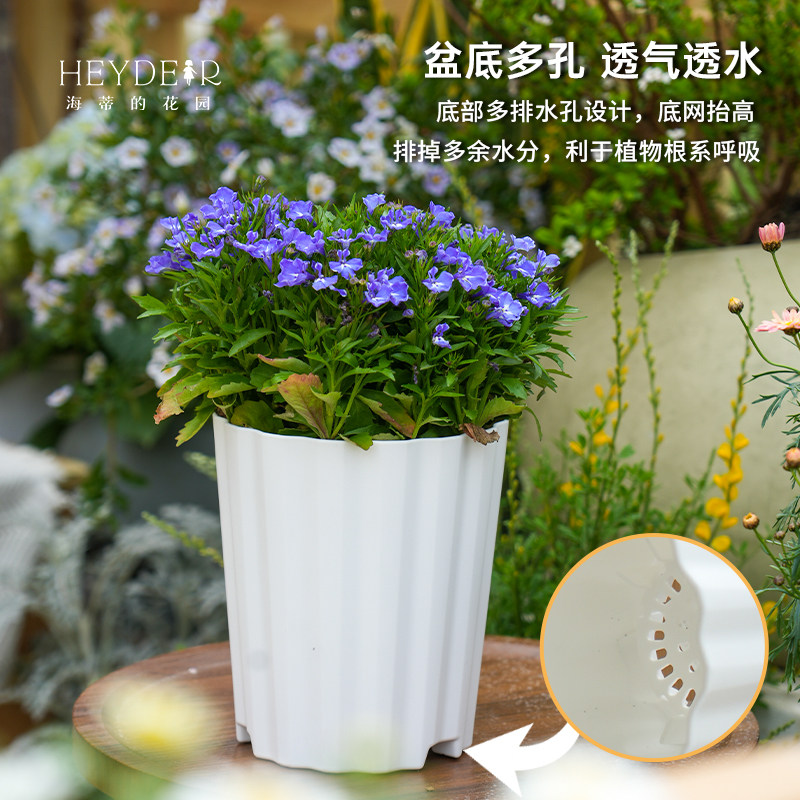 海蒂的花园旗舰店爱丽思波型花盆塑料家用花卉绿植盆栽兰花花盆,淘宝优惠券,粉丝福利购,淘宝优惠卷