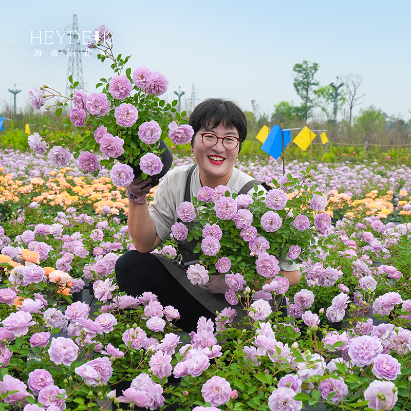 海蒂的花园旗舰店强香月季花苗爬藤月季果汁阳台蓝色阴雨花卉盆栽 - 图1