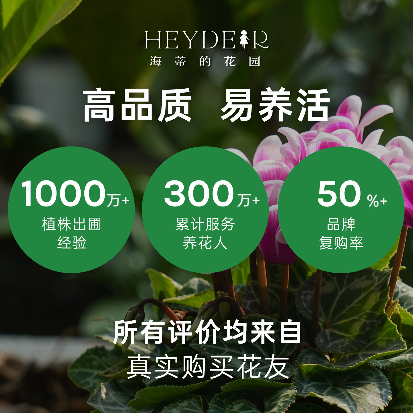 海蒂的花园旗舰店仙客来盆栽苗冬季开花客厅办公桌花卉植物室内花,淘宝优惠券,粉丝福利购,淘宝优惠卷