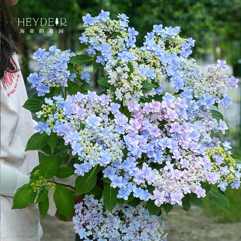 海蒂的花园旗舰店大花绣球无尽夏绣球花佳澄花手鞠有松花卉盆栽苗,淘宝优惠券,粉丝福利购,淘宝优惠卷