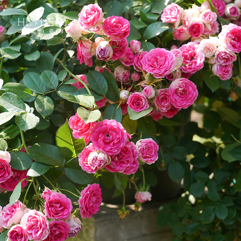 海蒂的花园 胭脂扣藤本丰花月季花墙拱门栅栏阳台爬藤花卉盆栽苗,淘宝优惠券,粉丝福利购,淘宝优惠卷