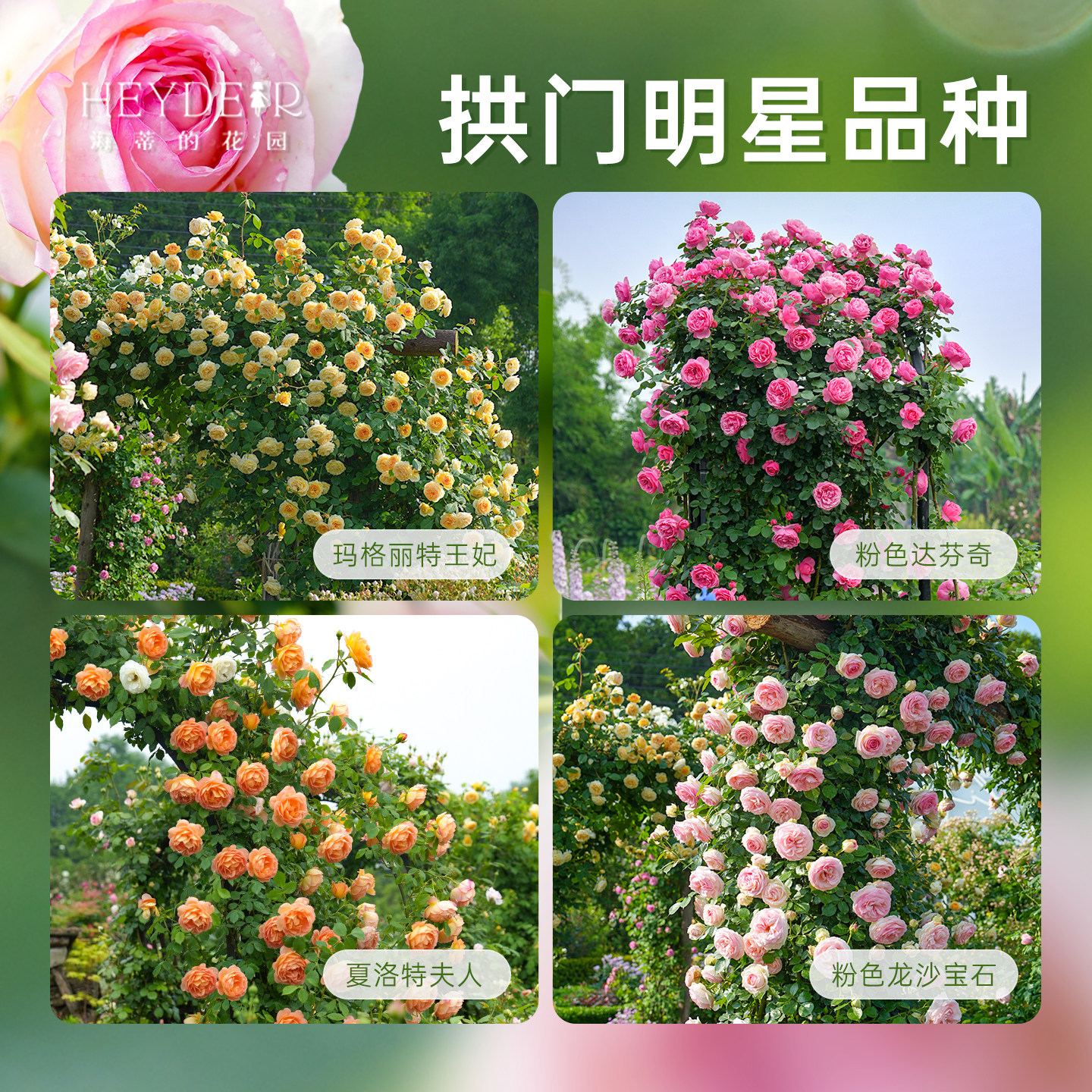 海蒂的花园旗舰店大拱门月季花苗爬藤月季庭院公园可种耐寒耐热,淘宝优惠券,粉丝福利购,淘宝优惠卷