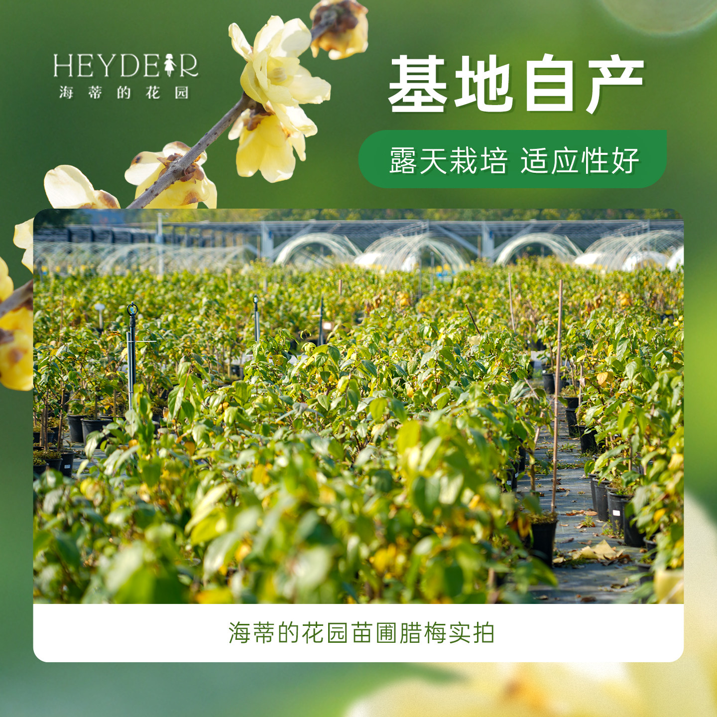 海蒂的花园旗舰店腊梅树苗带花苞地栽冬季耐寒花卉盆栽庭院植物,淘宝优惠券,粉丝福利购,淘宝优惠卷