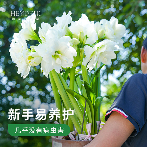 海蒂的花园旗舰店朱顶红种球重瓣阿弗雷进口开花球花卉植物室内花 - 图1