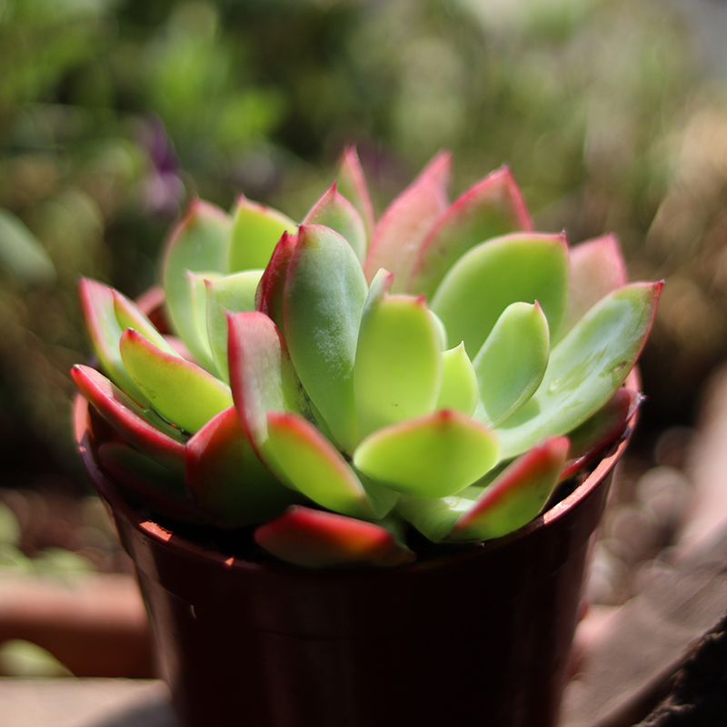 海蒂的花园旗舰店多肉植物室内盆栽绿植四季常绿办公室植物