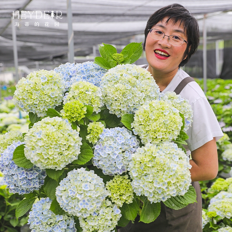 海蒂的花园旗舰店大花绣球花卉盆栽无尽夏花手鞠阳台庭院开花植物-图0