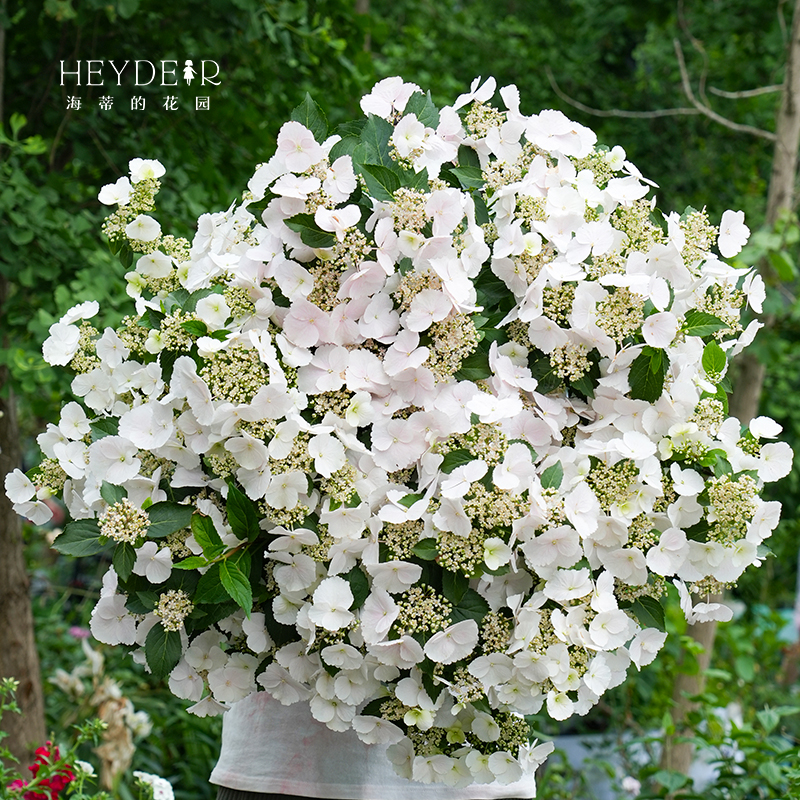 海蒂的花园绣球花苗逃跑新娘丰花可垂吊阳台庭院花卉植物盆栽花苗,淘宝优惠券,粉丝福利购,淘宝优惠卷