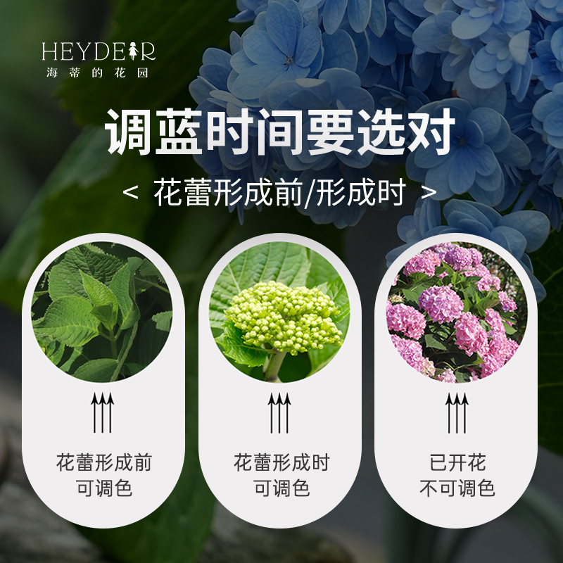 海蒂的花园旗舰店专用绣球花无尽夏调蓝剂花卉盆栽植物营养颗粒-图3