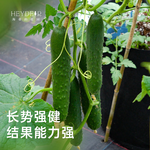 海蒂的花园旗舰店水果黄瓜辣椒彩椒盆栽苗家庭阳台蔬果水果植物 - 图0