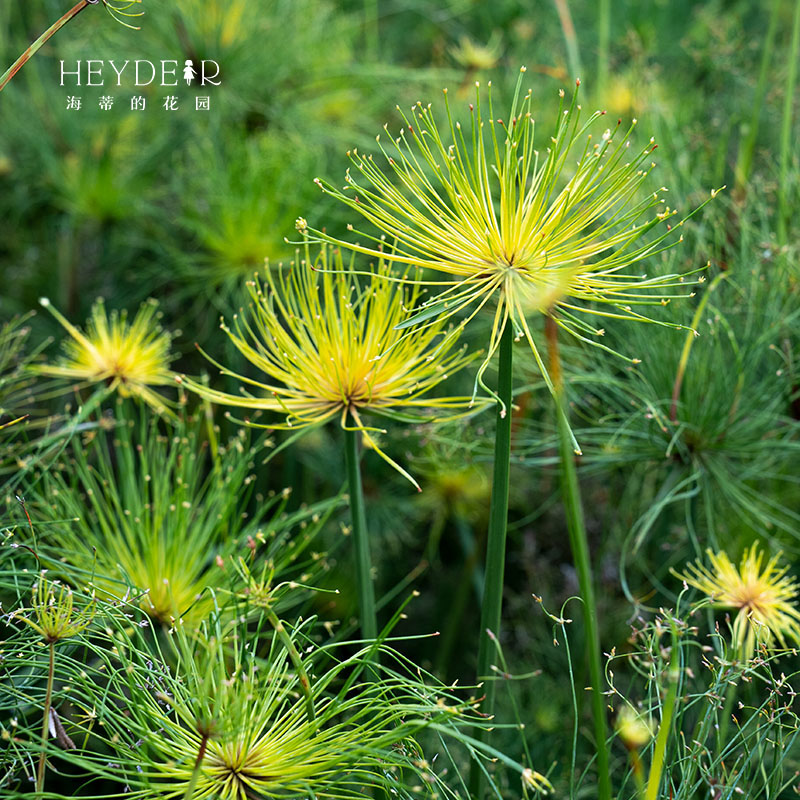 海蒂的花园 纸莎草水生植物庭院地栽盆栽水景水池栽种 - 图0