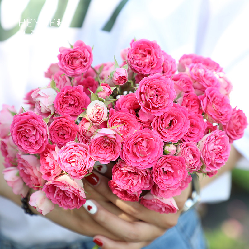 海蒂的花园 胭脂扣藤本丰花月季花墙拱门栅栏阳台爬藤花卉盆栽苗,淘宝优惠券,粉丝福利购,淘宝优惠卷