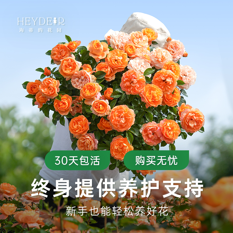 海蒂的花园旗舰店果汁阳台月季花卉盆栽阳台庭院开花植物 - 图3