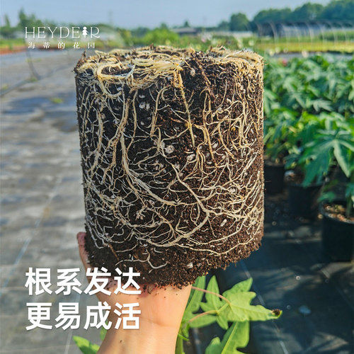 海蒂的花园旗舰店木瓜盆栽苗树苗南方种植庭院盆栽地栽果树果苗 - 图1