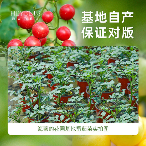 海蒂的花园旗舰店西红柿苗秧带土盆栽家庭种当年可结果水果番茄苗 - 图1